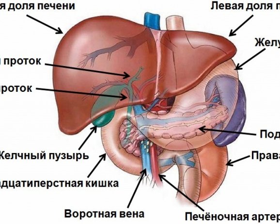 Что нужно знать о печени?