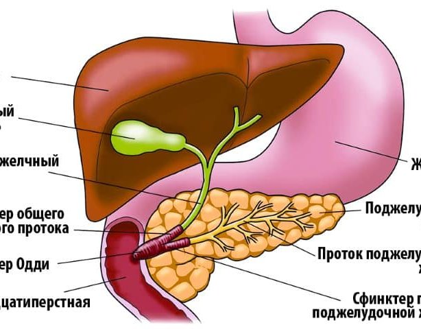 Что такое желчь и для чего она нужна?
