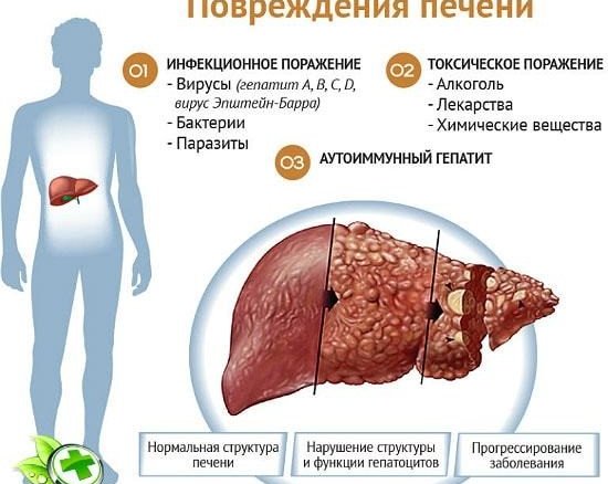 Роль печени в организме
